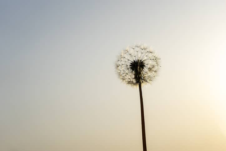 Dandelion
